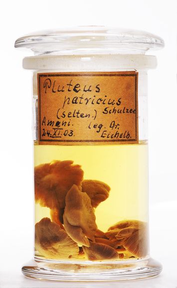 preview Pluteus patricius (Schulzer) Boud.